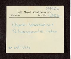 Etikett zu Chank-Schnecke mit Ritzornamentik (NHMW-ZOO-MO-0081100-ETH-126)